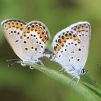 Attēlu rezultāti vaicājumam “Plebejus argus / Plebejus idas”