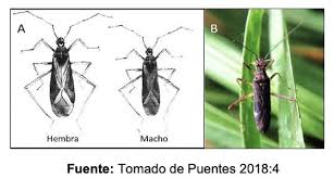 Attēlu rezultāti vaicājumam “Collaria sp.”