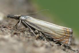 Attēlu rezultāti vaicājumam “Chrysoteuchia culmella”