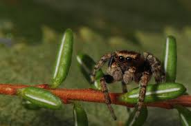 Attēlu rezultāti vaicājumam “Evarcha falcata”