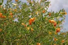 Image result for Colutea x media (arborescens x orientalis)