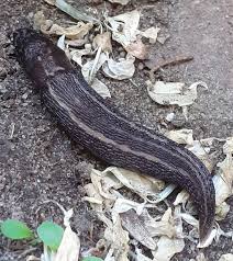 Attēlu rezultāti vaicājumam “Limax cinereoniger”