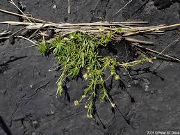 Attēlu rezultāti vaicājumam “Sagina procumbens leaf”