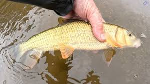 Image result for Moxostoma erythrurum