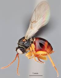 Attēlu rezultāti vaicājumam “Diastrophus rubi”