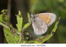 Attēlu rezultāti vaicājumam “Coenonympha tullia underside”