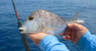 Image result for Calamus nodosus