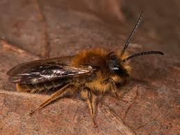 Attēlu rezultāti vaicājumam “Andrena haemorrhoa”
