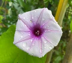 Image result for Ipomoea Lavender