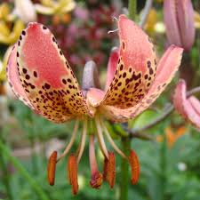 Image result for Lilium martagon `Manitoba Fox`