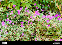 Attēlu rezultāti vaicājumam “Geranium palustre”
