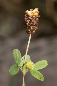 Attēlu rezultāti vaicājumam “Trifolium spadiceum flower”