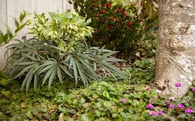 Image result for Helleborus foetidus