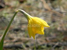 Attēlu rezultāti vaicājumam “Narcissus bud”