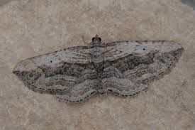 Attēlu rezultāti vaicājumam “Horisme vitalbata”