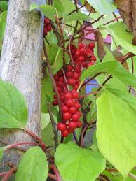 Attēlu rezultāti vaicājumam “Schisandra chinensis”