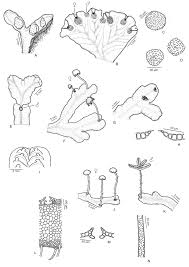 Attēlu rezultāti vaicājumam “Jungermannia sphaerocarpa sporophyte”