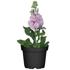 Image result for Levkoje