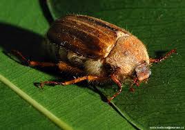 Attēlu rezultāti vaicājumam “Amphimallon solstitiale imago”