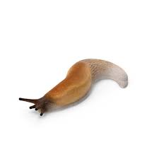 Attēlu rezultāti vaicājumam “Arion lusitanicus”