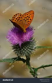 Attēlu rezultāti vaicājumam “Argynnis paphia male”