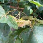 Attēlu rezultāti vaicājumam “Acer campestre fruit”