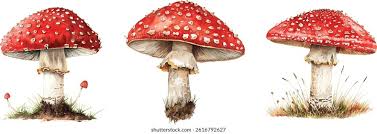 Attēlu rezultāti vaicājumam “Amanita”