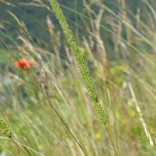 Attēlu rezultāti vaicājumam “Phleum phleoides”