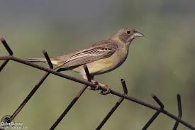 Image result for Emberiza melanocephala
