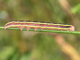 Attēlu rezultāti vaicājumam “Ceramica pisi larva”