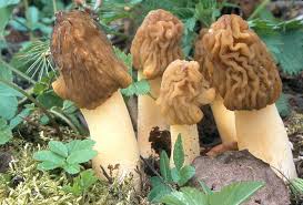 Attēlu rezultāti vaicājumam “Verpa bohemica”