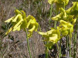 Attēlu rezultāti vaicājumam “Pertusaria flavida”