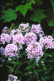 Image result for Phlox paniculata `Bright Eyes`