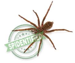 Attēlu rezultāti vaicājumam “Miturgidae”