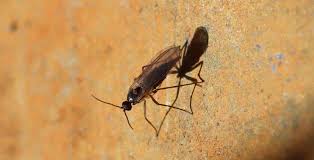 Attēlu rezultāti vaicājumam “Sciaridae”