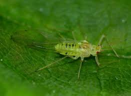 Attēlu rezultāti vaicājumam “Drepanosiphum platanoidis”