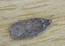 Attēlu rezultāti vaicājumam “Agonopterix heracliana”