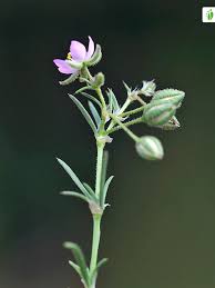 Attēlu rezultāti vaicājumam “Spergularia rubra flower”