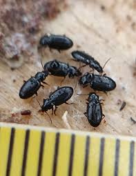 Attēlu rezultāti vaicājumam “Tachyta nana”