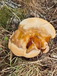 Attēlu rezultāti vaicājumam “Buglossoporus quercinus”