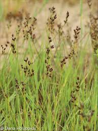 Attēlu rezultāti vaicājumam “Juncus compressus”