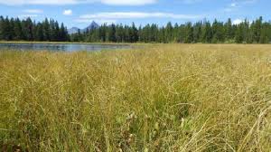 Attēlu rezultāti vaicājumam “Carex diandra”