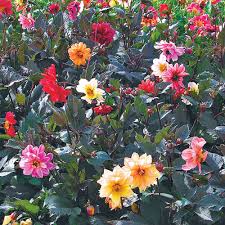Image result for Dahlia x pinnata `Redskin`