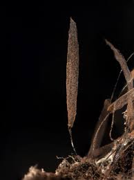 Attēlu rezultāti vaicājumam “Stemonitis lignicola”