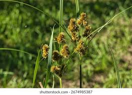 Attēlu rezultāti vaicājumam “Carex flava”