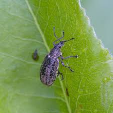 Attēlu rezultāti vaicājumam “Phyllobius”