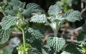 Image result for Marrubium vulgare