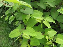 Attēlu rezultāti vaicājumam “Reynoutria sachalinensis leaf”