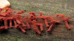 Attēlu rezultāti vaicājumam “Heterotrichia oerstedii (syn. Arcyria oerstedii)”