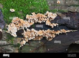 Attēlu rezultāti vaicājumam “Steccherinum ochraceum”